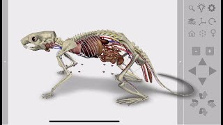 3D Rat Anatomy Software for Mobile Devices screenshot 5
