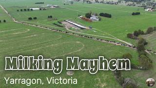 Milking Mahem from the air, Yarragon, Victoria, Australia