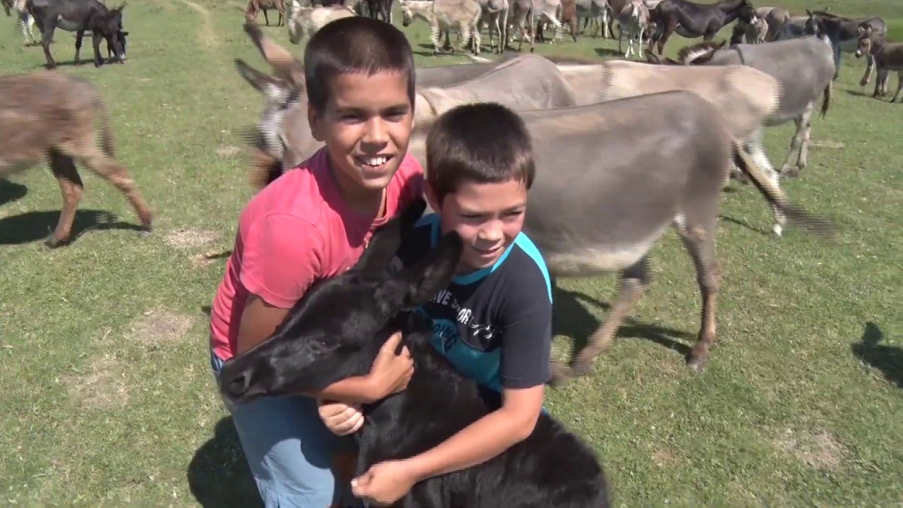 Oaza na Dunavu - Krčedinska ada