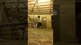 Riding The 500 Lb. Pound Pig For The First Time My Mom In The Background