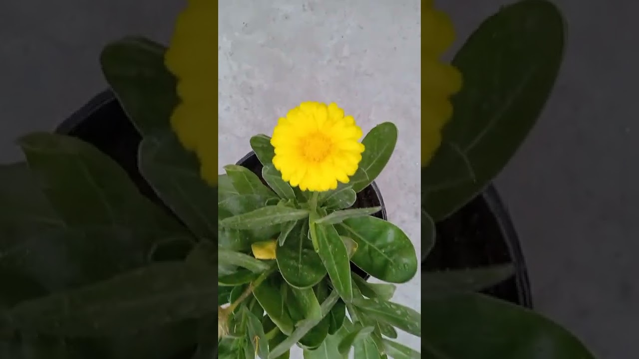 A yellow  calendula