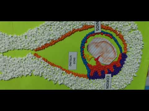 Proyecto Audiovisual - Periodo Fetal (9na semana al Nacimiento)
