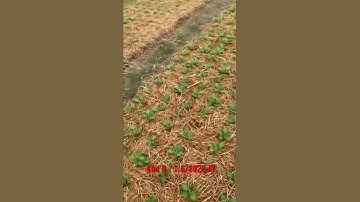 Cung Cấp Hoa Cúc Giống Pha Lê Đại Đoá Khu O 1/6/2022 AL CÔNG TY CP SX KD HOA CÚC KHÁNH HOÀ A NHÀN