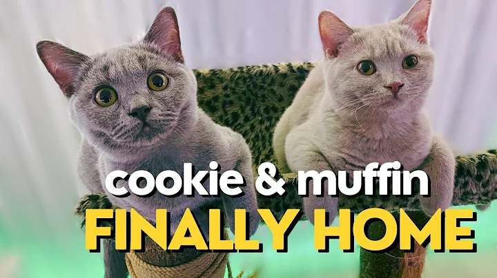 Watch the video about British Shorthair Kitten Brothers Exploring New Home 🐱 Playful cat fighting