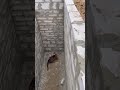 Cat makes an impressive jump to get out of a hole