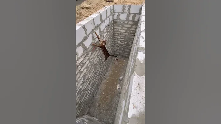 Cat makes an impressive jump to get out of a hole! - DayDayNews