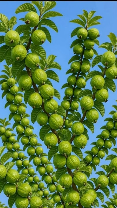 Guava Tree Unique Grafting Technique #guavashorts #guava #viralguava #unique