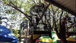 anis merah rasa sikatan londo