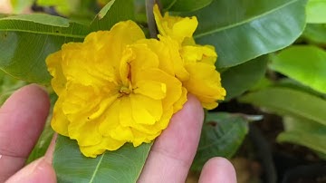 Cúc bi (tien sinh) 320k/cặp 0397142252, ngày 14/4/2020