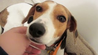 A THIRD DOG?  VLOGMAS 4, 2014