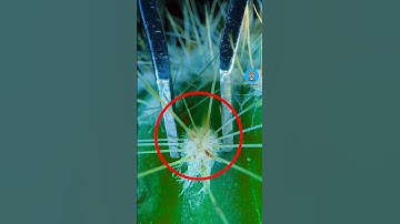 ĐỪNG CHẠM VÀO XƯƠNG RỒNG | 😨 (Có Thể Bạn Chưa Biết) #dongvat