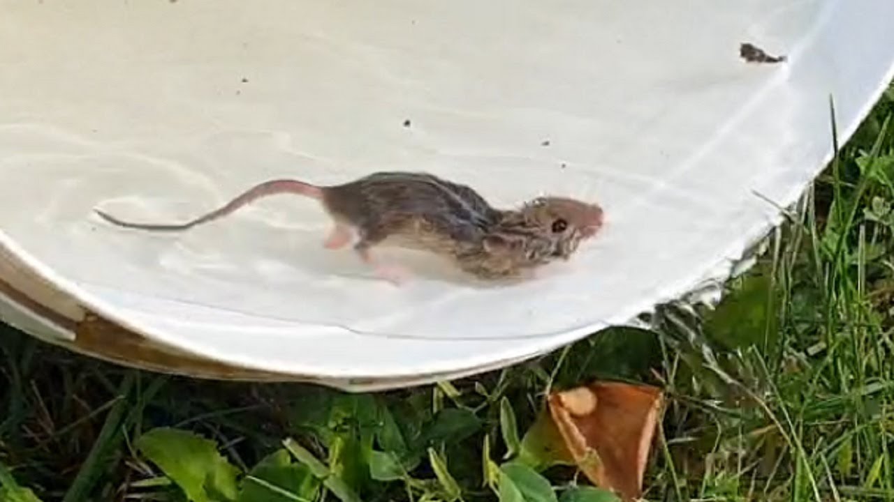 little mouse swimming funny mouse YouTube