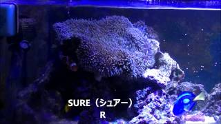 カクレクマノミの餌食いつき比較