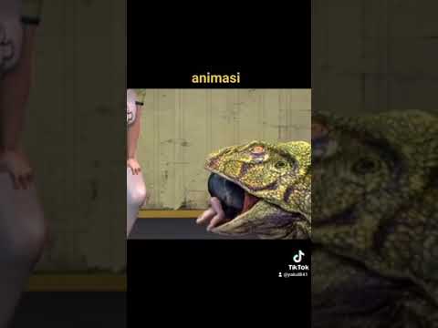 Video: Adakah seekor katak makan makanan ikan?