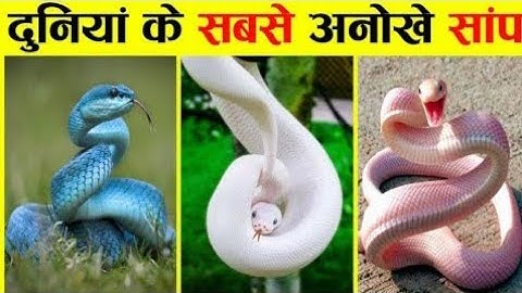 20 Sanke Name for kids || Learn snake species with pictures & sounds || Education Animals Video || 
