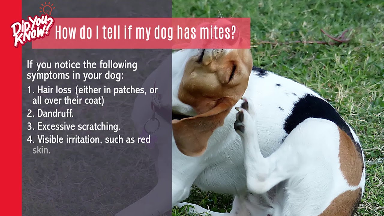 Recognising and Treating Dog Mites
