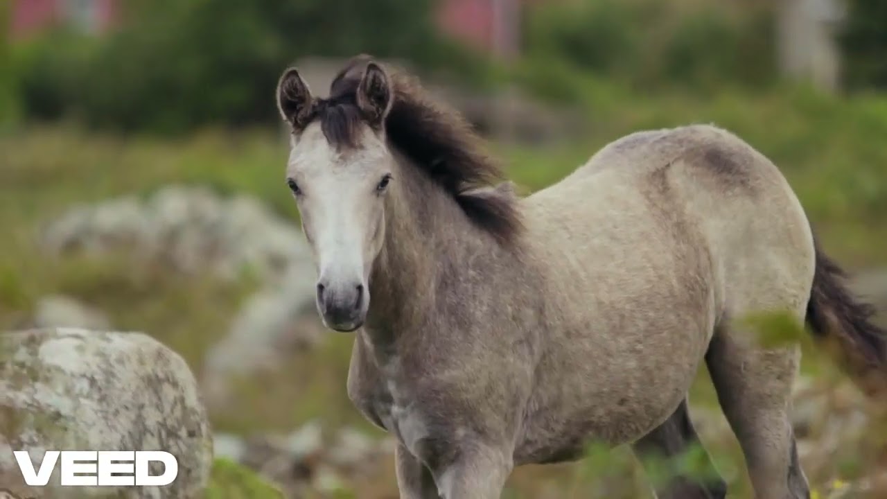 “Pasaciņa”/Aspazija/Wernerbrazers/Video #Aspazija #LatviešuAImūzika  #AIMūzika #Latviešumūzika