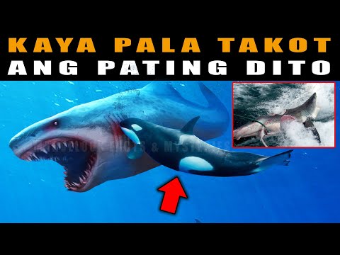 Video: Sino ang mas malakas - isang pating o isang killer whale? Sino ang mananalo sa laban?
