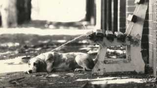 Taking a walk through 100 years of The Lost Dogs' Home with Arthur Cachia