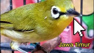 The difference between the East Javanese Dakun pleci and the West Javanese Dakun pleci