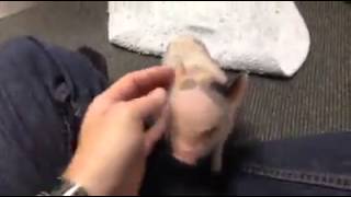 Aww Micro Pig