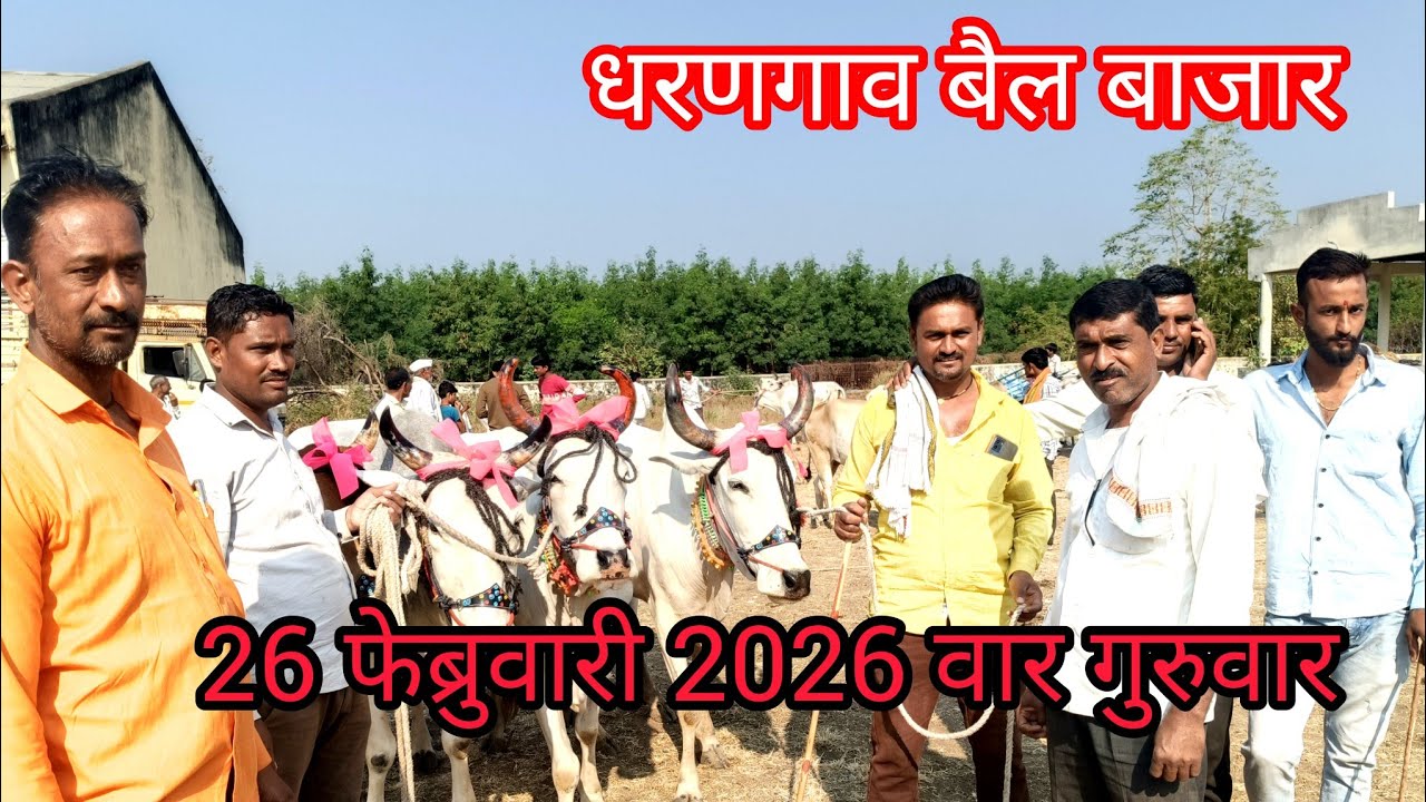  तात्या शेठ यांचे बैलांची दावण धरणगाव बैल बाजारात, 26 फेब्रुवारी 2026 वार गुरुवार #धरणगाव बैल बाजार
