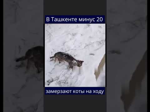 В Узбекистане на морозе замерзают люди и коты.
