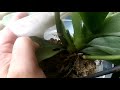 Какие цветоносы у орхидей стоит отрезать, а какие нет?