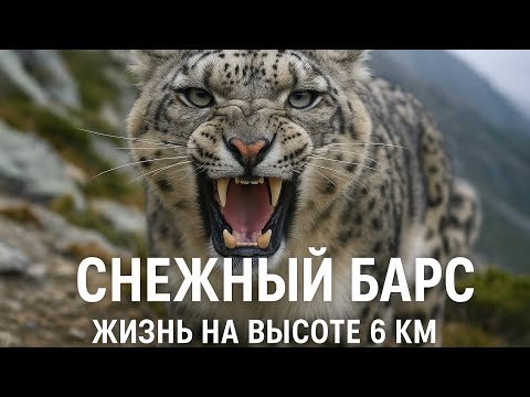 Ирбис. Призрак гор. Снежный барс выживание в экстремальных условиях. #animals #facts #top