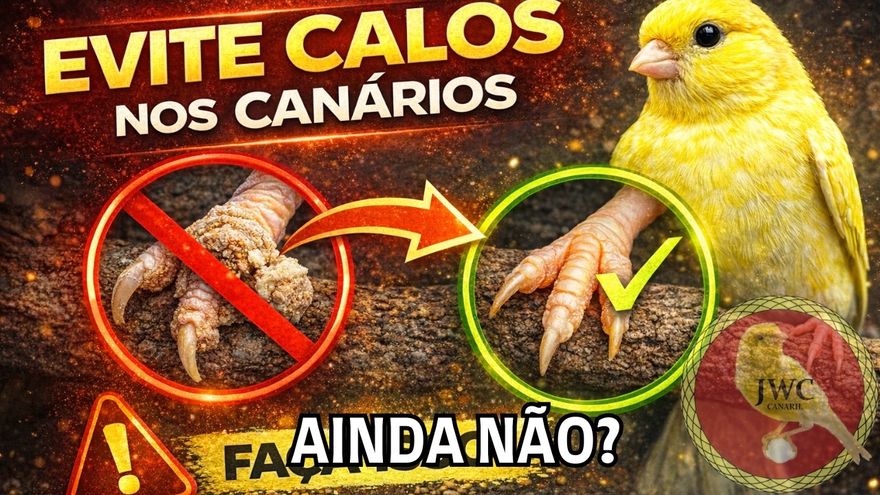 PROBLEMÃO! COMO EVITAR CALOS NOS PÉS DOS CANÁRIOS! #canariljwc #canário