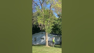 Thumbnail of Ash tree removal