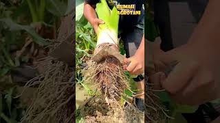 Download Lagu Talas Untuk Konsumsi di China MP3 Download Lagu Talas Untuk Konsumsi di China MP3