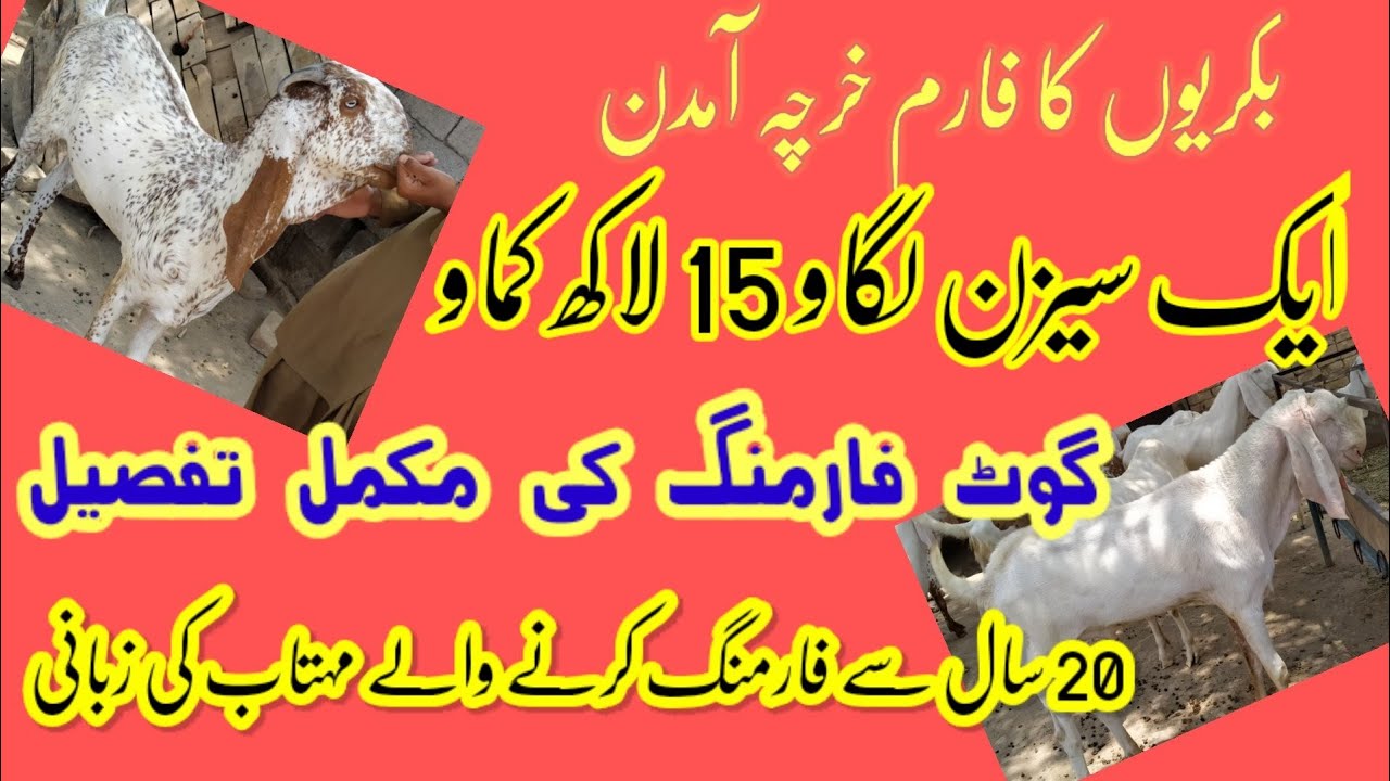 Earn million Rs from Goat farming.Best Goat farming tips|Live Khoj Tv