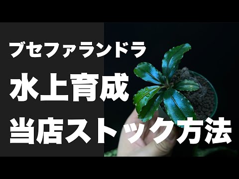 インボイス ブセファランドラ ダークグレー　水中管理 インボイス ブセファランドラ ダークグレー 水中管理