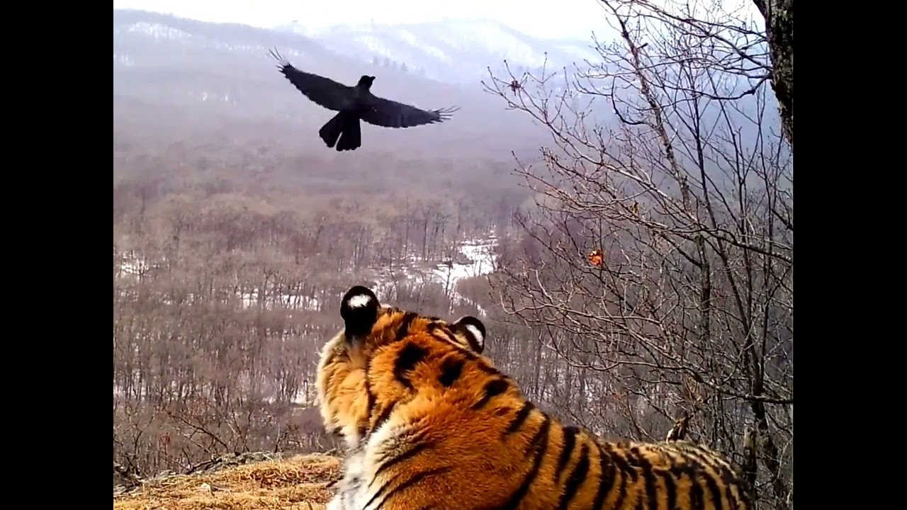 Communication between a tiger and a crow.