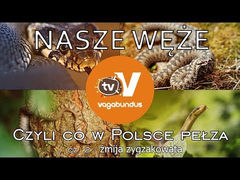 Węże w Polsce - część 2: żmija zygzakowata (Vipera berus)