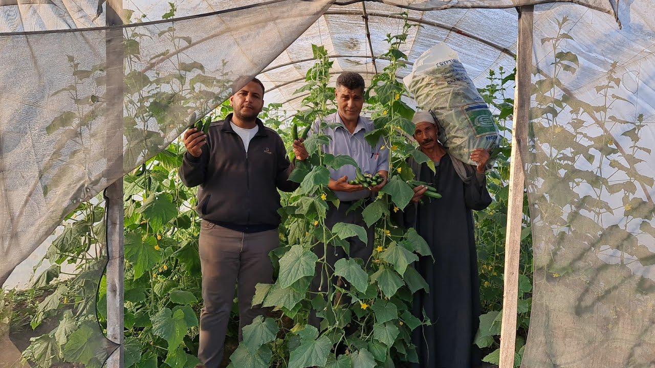 نوع من بذور الخيار يصل طوله الي ٤ متر والبذره الوحده تطرح من ٥ الي ٧ كيلو🤔🤔🤔