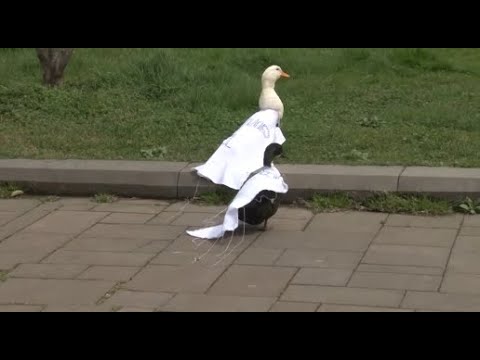 იხვები სახელებით - ბიძინა, ღარიბა, კობახა და რიჟვაძე -  პერფორმანსი აჭარის მთავრობის სახლთან