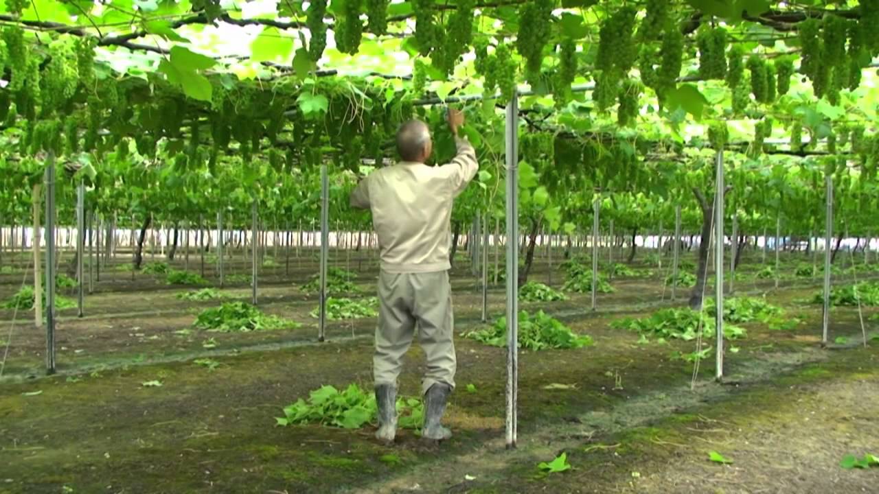 至宝の輝き『ルビーロマン』