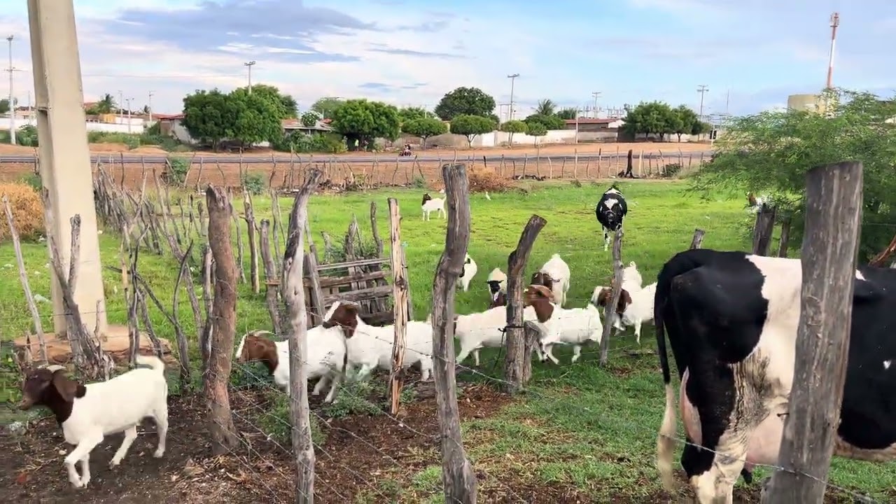Tarde de Domingo no Criatorio Marques 