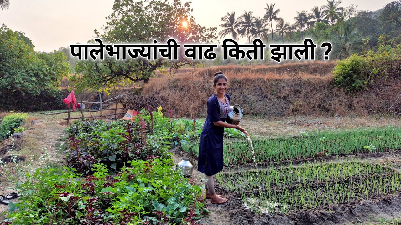 आम्ही लावलेल्या पालेभाज्यांची वाढ कीती झाली ???🤔 village Life #youtube 