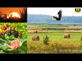 Прогулка на рассвете. Природа Украины ♥ Лето, птицы, цветы, релакс. Видео 4к