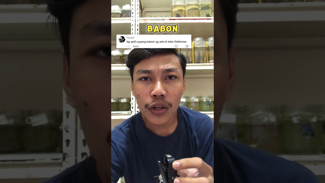 Spill Ikan Cupang Babon Atau Giant Yang Ada di Fishkinian !!