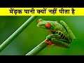 कभी पानी नहीं पीता है मेंढ़क| Do Frogs Drink Water? Most Amazing Facts| Random Facts|Hindi Facts