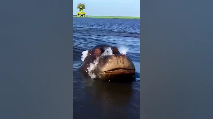 Lucky Man Survived Hippo Attack - Caught On Camera #shorts