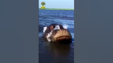 Lucky Man Survived Hippo Attack - Caught On Camera #shorts