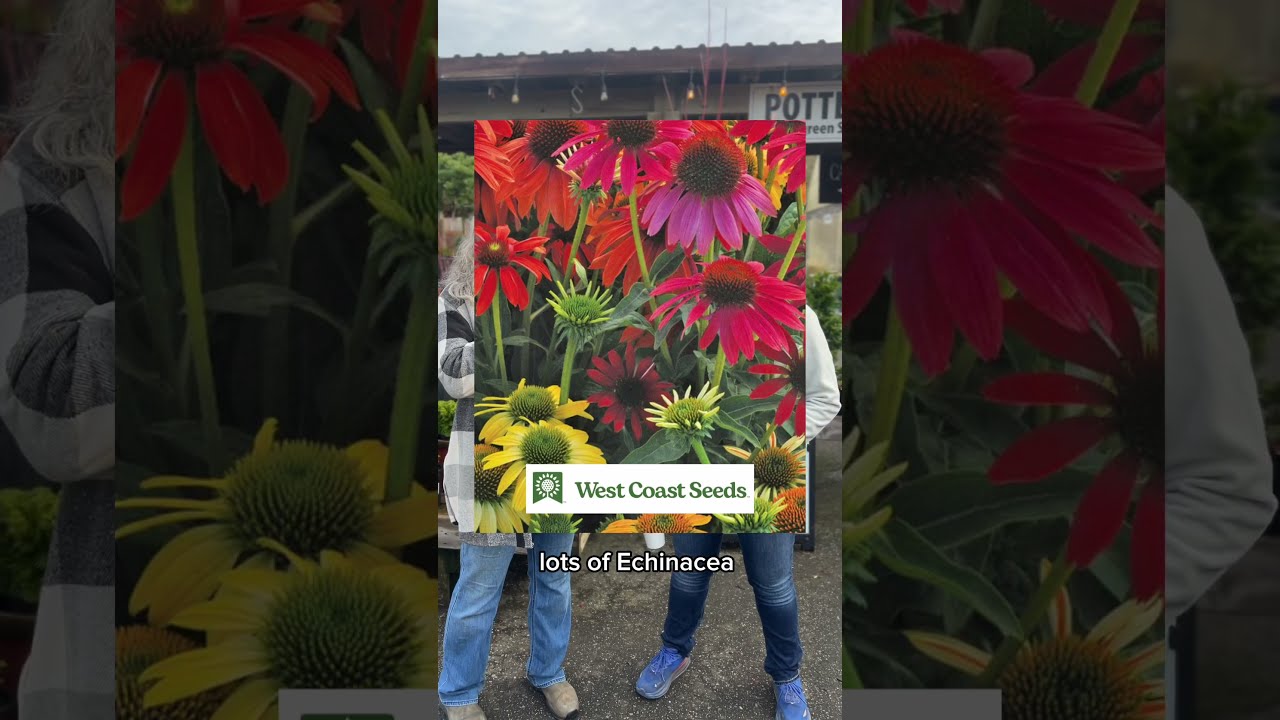 2025 Seeds For Zone 8 Garden