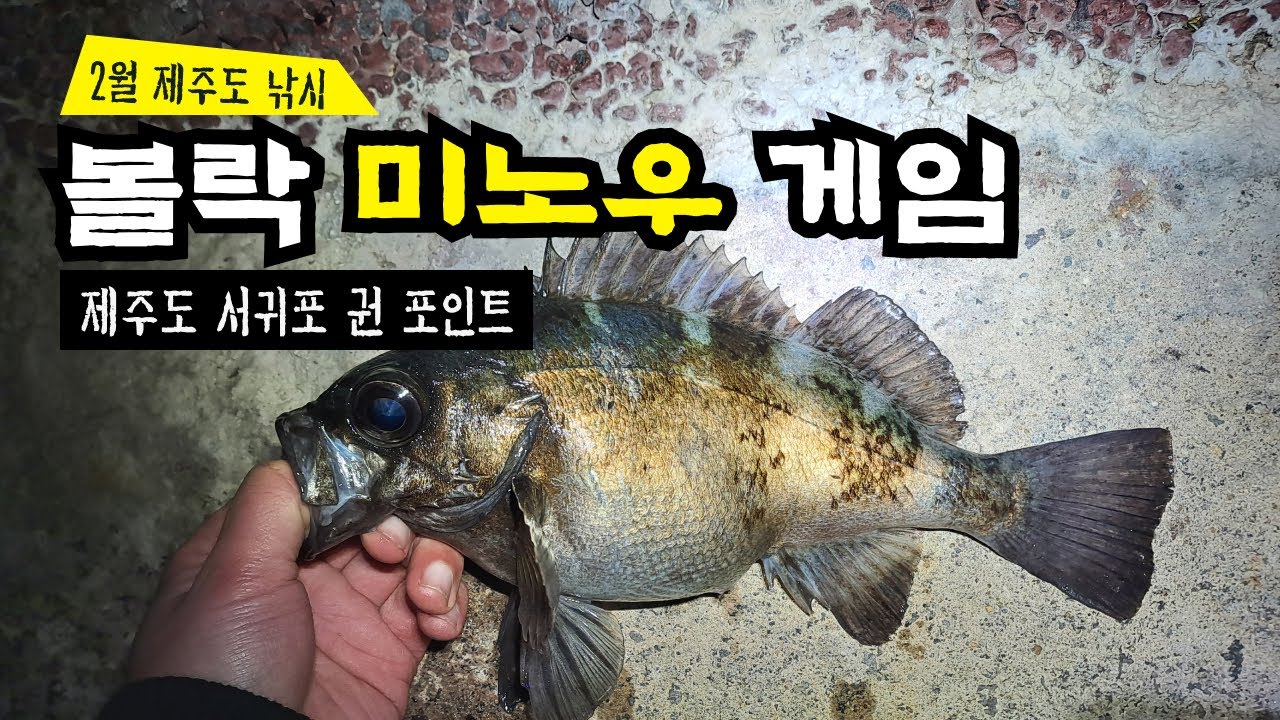 미노우로 볼락잡고! 웜으로 쏨뱅이 잡고! 제주도 볼락, 쏨뱅이 루어낚시 rockfish lure fishing - YouTube