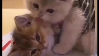 The sibling cats'love  So cute