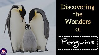 'Discovering the Wonders of Penguins'